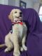Golden Doodle Puppies for sale in Dacula, GA 30019, USA. price: $1,250