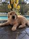 Golden Doodle Puppies for sale in Kissimmee, FL 34758, USA. price: $800