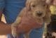 Golden Doodle Puppies for sale in Dallas, GA, USA. price: $1,500