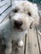 Golden Doodle Puppies for sale in Indianapolis, IN, USA. price: $800