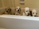Golden Doodle Puppies for sale in Douglasville, GA, USA. price: $1,400