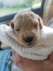 Golden Doodle Puppies for sale in Cookeville, TN, USA. price: NA
