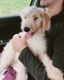 Golden Doodle Puppies for sale in Aberdeen Township, NJ, USA. price: $800