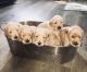 Golden Doodle Puppies for sale in Oswego, NY, USA. price: $1,200