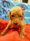 Golden Doodle Puppies for sale in Eugene, OR, USA. price: NA