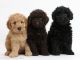 Golden Doodle Puppies for sale in Pawtucket, RI, USA. price: $1,700