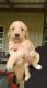 Golden Doodle Puppies for sale in Villa Rica, GA 30180, USA. price: NA