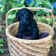 Golden Doodle Puppies for sale in Comer, GA 30629, USA. price: NA