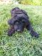Golden Doodle Puppies for sale in Sandy, UT, USA. price: $750