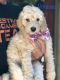 Golden Doodle Puppies for sale in Jasper, GA, USA. price: NA