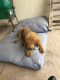 Golden Doodle Puppies for sale in 34800 Bob Wilson Dr, San Diego, CA 92134, USA. price: NA