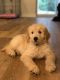 Golden Doodle Puppies for sale in Silverdale, WA 98383, USA. price: $800