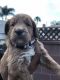 Golden Doodle Puppies for sale in Downey, CA 90242, USA. price: $600