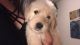Golden Doodle Puppies for sale in Bay Minette, AL 36507, USA. price: NA