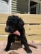Golden Doodle Puppies for sale in Midland, MI, USA. price: $1,500