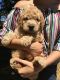 Golden Doodle Puppies for sale in Merced, CA 95340, USA. price: NA