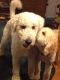 Golden Doodle Puppies for sale in Bloomfield Hills, MI 48304, USA. price: $1,500