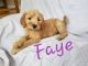 Golden Doodle Puppies for sale in Millersburg, IN 46543, USA. price: $900