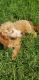 Golden Doodle Puppies for sale in Reading, MI 49274, USA. price: NA