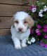Golden Doodle Puppies for sale in Sturgis, MI 49091, USA. price: NA