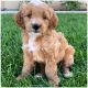 Golden Doodle Puppies for sale in Plain City, UT 84404, USA. price: NA