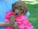 Golden Doodle Puppies for sale in Pounding Mill, VA 24637, USA. price: NA