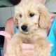 Golden Doodle Puppies for sale in Laughlin, NV 89029, USA. price: NA