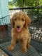 Golden Doodle Puppies for sale in Northern California, CA, USA. price: NA