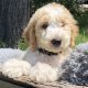 Golden Doodle Puppies for sale in 55 Willow Ln, South Pittsburg, GA 37380, USA. price: NA