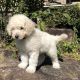 Golden Doodle Puppies for sale in 55 Willow Ln, South Pittsburg, GA 37380, USA. price: NA