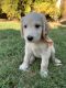 Golden Doodle Puppies for sale in Fresno, CA, USA. price: NA