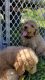 Golden Doodle Puppies for sale in Patton, MO 63662, USA. price: $650