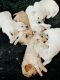 Golden Doodle Puppies for sale in 155 Cypress St, Piedmont, OK 73078, USA. price: $1,500