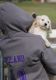 Golden Doodle Puppies for sale in Cable, OH 43009, USA. price: NA