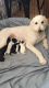 Golden Doodle Puppies for sale in Anderson, CA 96007, USA. price: NA
