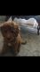 Golden Doodle Puppies for sale in Bolingbrook, IL, USA. price: NA