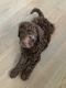 Golden Doodle Puppies for sale in Matteson, IL, USA. price: $1,250