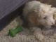 Golden Doodle Puppies for sale in Rogers, AR 72758, USA. price: NA
