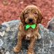 Golden Doodle Puppies for sale in Mankato, MN, USA. price: $1,375