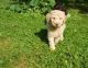 Golden Doodle Puppies for sale in 2406 Cobb Rd, Jackson, MI 49203, USA. price: NA