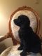 Golden Doodle Puppies for sale in Lindstrom, MN, USA. price: NA