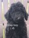 Golden Doodle Puppies for sale in Coloma, MI 49038, USA. price: NA