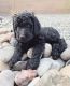 Golden Doodle Puppies for sale in Rio Rancho, NM 87144, USA. price: $2,000