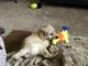 Golden Doodle Puppies for sale in Canton, MI, USA. price: NA