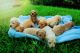 Golden Doodle Puppies for sale in Grapevine, TX, USA. price: NA