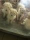 Golden Doodle Puppies for sale in Coffee County, GA, USA. price: NA