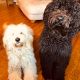 Golden Doodle Puppies for sale in Cinnaminson, NJ 08077, USA. price: $1,500