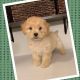 Golden Doodle Puppies for sale in 1372 Felipe, San Clemente, CA 92673, USA. price: NA