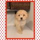 Golden Doodle Puppies for sale in 1372 Felipe, San Clemente, CA 92673, USA. price: NA