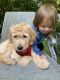 Golden Doodle Puppies for sale in Farmington, MI, USA. price: $300